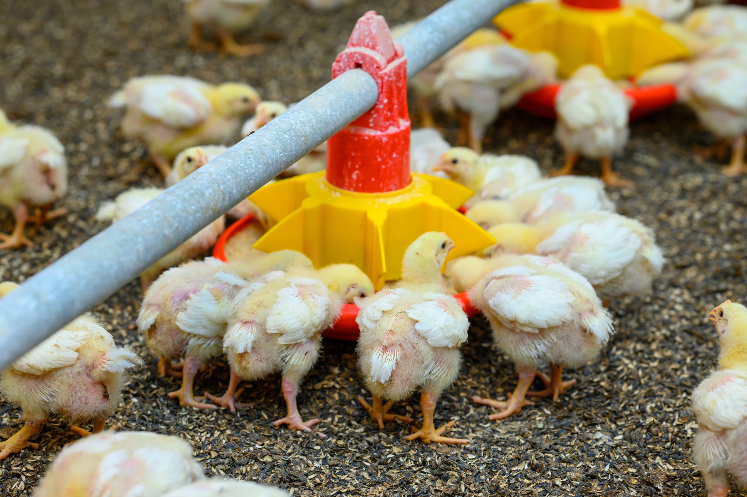Young yellow chickens standing at the poultry farm and eating grain from the special feeder. Birds and agricultural business concept Young yellow chickens standing at the poultry farm and eating grain from the special feeder. Birds and agricultural business concept