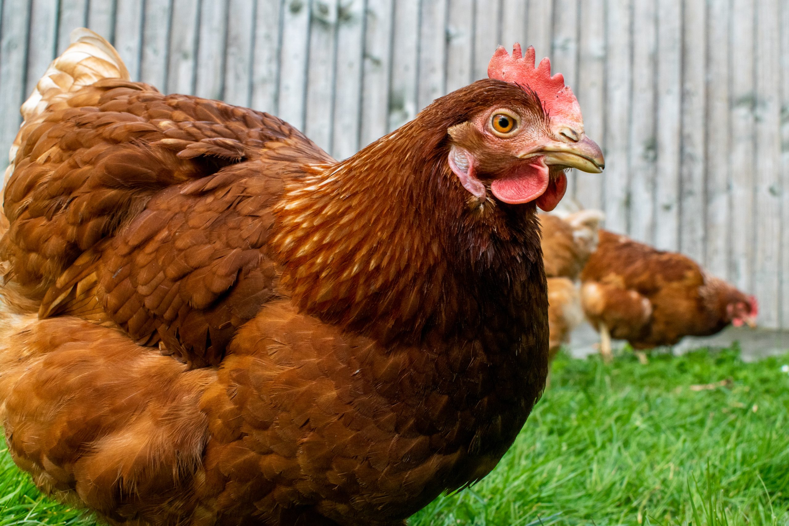Closeup shot of a grazing brown chicken on a field A closeup shot of a grazing brown chicken on a field